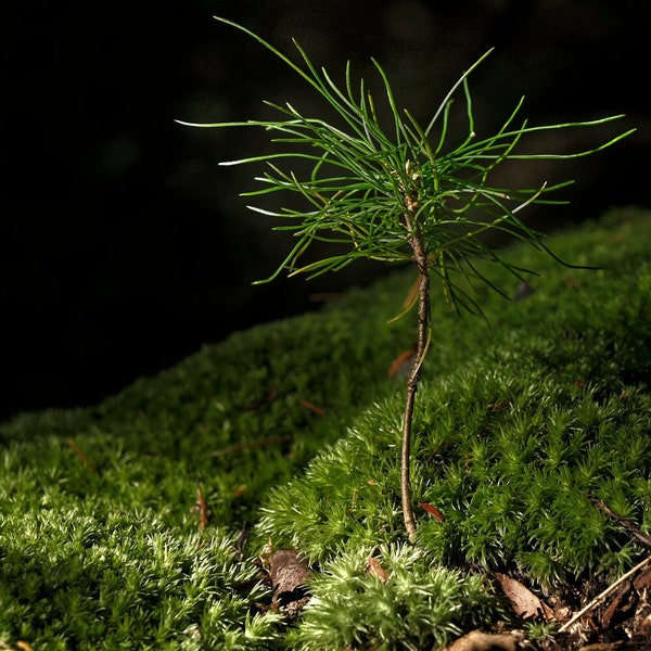 Tiny White Pine on Moss, Printable White Pine Seedling Photo, Digital Baby White Pine Download, la9 1x1