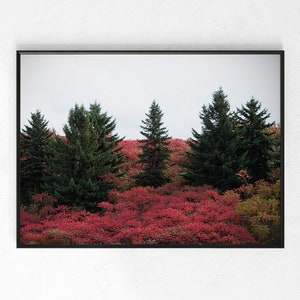 Pinos Red Sumac Fotografía Arte, Pinos Red Sumac Impresión en color, Foto Decoración del hogar, Fotografía original, Otoño Otoño Arte de la pared