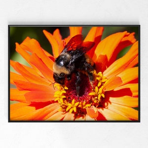 Op de afbeelding: Een hommel met zwarte en gele strepen verzamelt stuifmeel van een fel oranje bloem met gele centra.