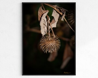 Brown Seed Pod Burr Color Photo Wall Art, Impresión de fotografía, Decoración del hogar, Fotografía de la naturaleza, Fotografía macro de primer plano, Descarga digital