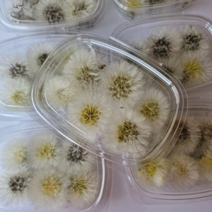 Bellissimo grande dente di leone, fiori secchi, fiore di testa, forniture per artigianato artistico, per realizzare gioielli in resina, per fare fai da te, dente di leone naturale, raccolto a mano, bianco