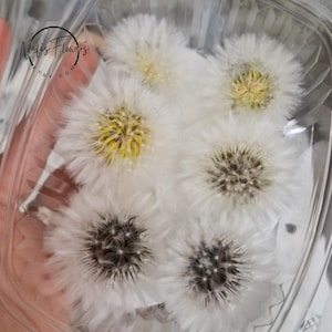 Bellissimo grande dente di leone, fiori secchi, fiore di testa, forniture per artigianato artistico, per realizzare gioielli in resina, per fare fai da te, dente di leone naturale, raccolto a mano, bianco