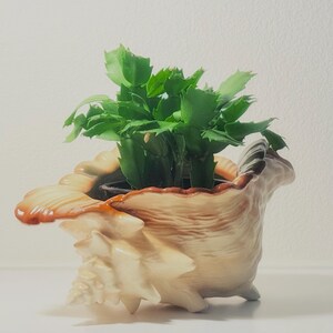 Vintage snäckskal keramisk planteringskärl, kustnära suckulentkruka, strandstugadekor