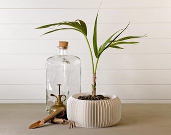 May include: A white planter with a ribbed design, a small potted palm tree, a clear glass bottle with a cork stopper, and two small gardening tools.