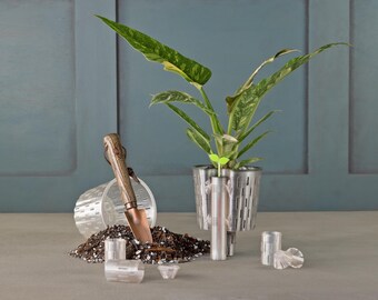 buy philodendron brasil australia Philodendron 'Brasil' Houseplant main image 1