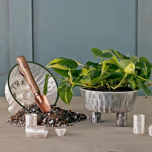 May include: A silver metal planter with three legs, a small trowel, and a pile of potting soil. A green leafy plant with variegated leaves is growing in the planter. There are also several clear plastic plant pots.