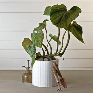 May include: A large green leafy plant in a white ceramic pot with a textured surface. The pot is sitting on a light brown surface. There are small gardening tools next to the pot.