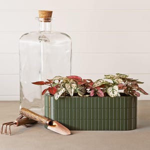 Peut inclure: Une bouteille en verre transparent avec un bouchon en liège est à côté d'une jardinière rectangulaire verte remplie de plantes aux feuilles rouges et blanches. Une petite truelle et un râteau de jardinage sont devant.