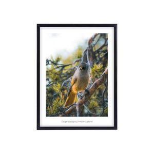 Lappland Schweden Premium Poster, Wall Art Prints, Wandbilder Wohnzimmer und Schlafzimmer, Wanddeko, Fotoposter Wald See und Wildlife Vogel