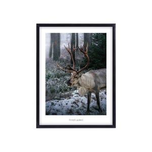 Finnland Lappland Premium Poster, Wall Art Prints, Wandbilder Wohnzimmer, Rentier Bild, Wanddeko, Fotoposter Naturmotive Wald und Winter