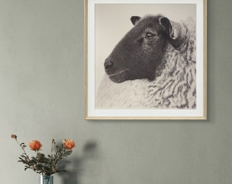 Stampa giclée con pecora.