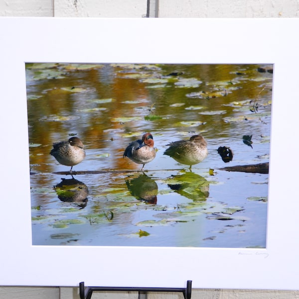 Matted photo of three ducks