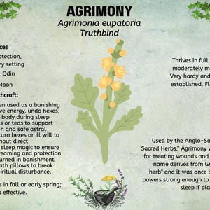 May include: A botanical illustration of Agrimony, featuring a central plant with yellow flowers and green leaves. Text details its magical correspondences, traditional uses, and plant history. The background is a light green with decorative vines.