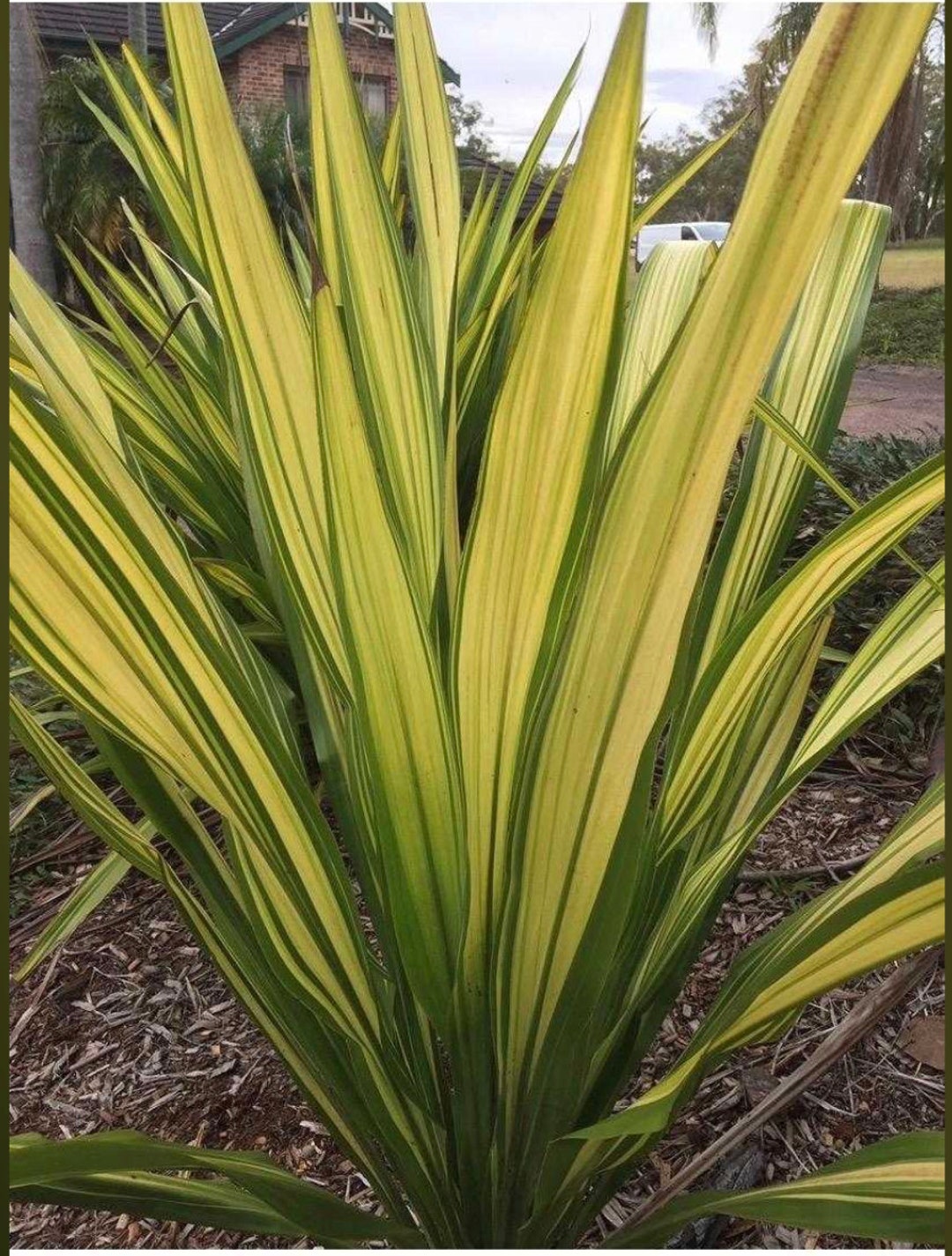 Doryanthes Excelsa gymea Lily Oneofakind Etsy Australia