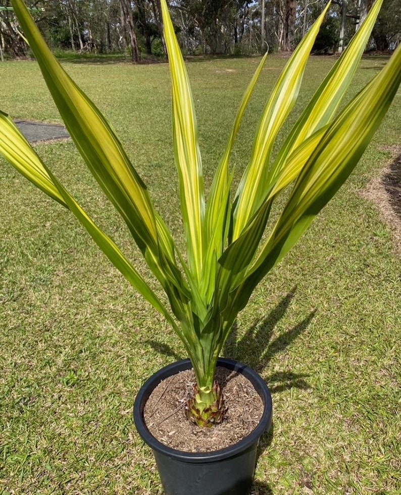 Doryanthes Excelsa gymea Lily Oneofakind Etsy Australia