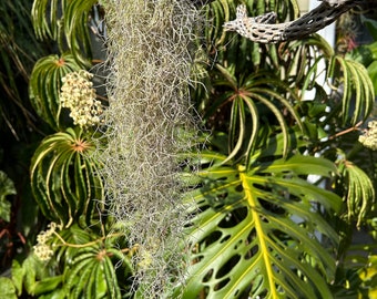 Very Thin Spanish Moss (Rare)  (Tillandsia usneoides)