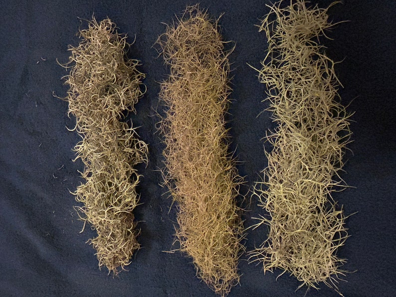 3 Spanish Moss Varieties tillandsia Usneoides - Etsy
