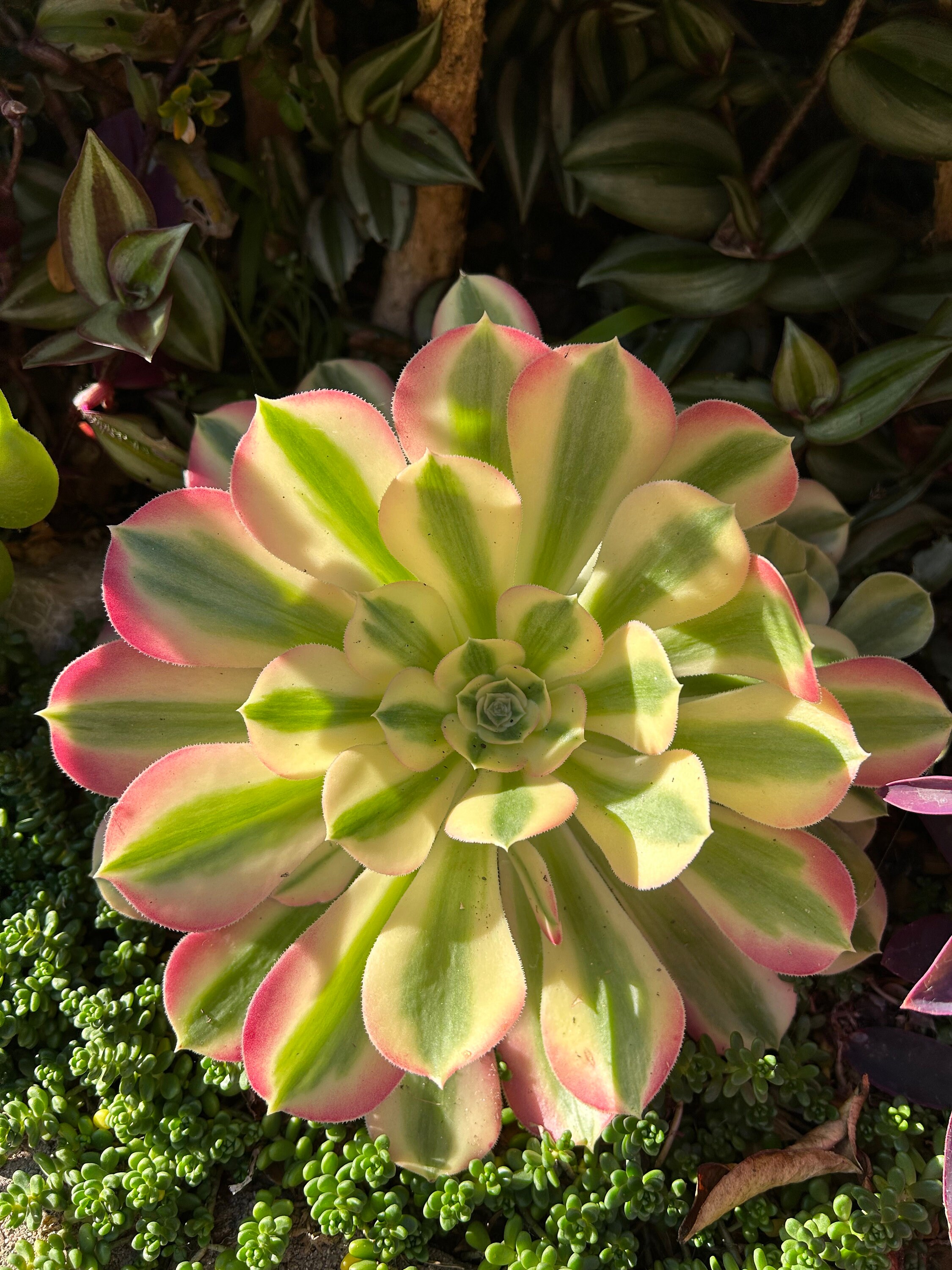 CAExoticPlants - Etsy