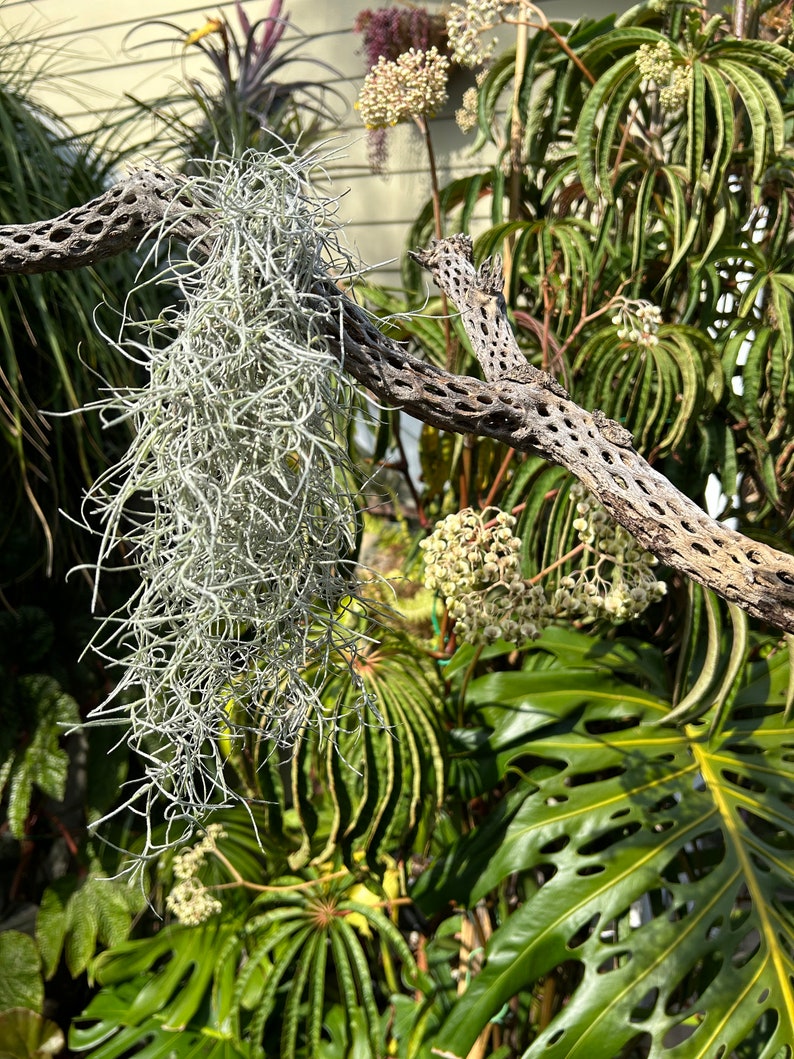 3 Spanish Moss Varieties tillandsia Usneoides - Etsy