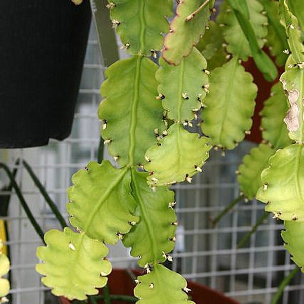 Rhipsalis crispata (3 cuttings - see second photo)