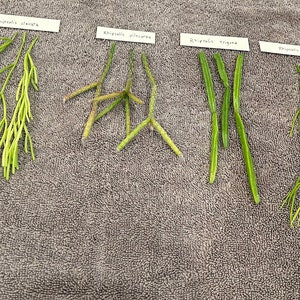 4 Types of Rare Rhipsalis Cuttings!