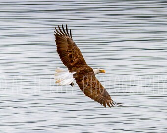 Bald Eagle with Fish