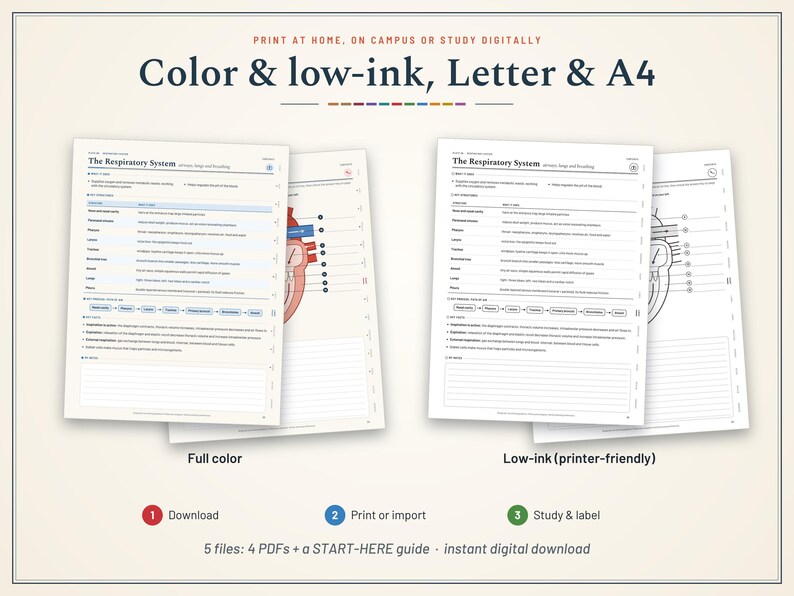 Pu&ograve; includere: Una guida allo studio digitale sul sistema respiratorio composta da quattro file PDF. Le pagine includono testo, diagrammi del sistema respiratorio umano e sezioni a righe per gli appunti. Disponibile in versione a colori e a basso consumo.