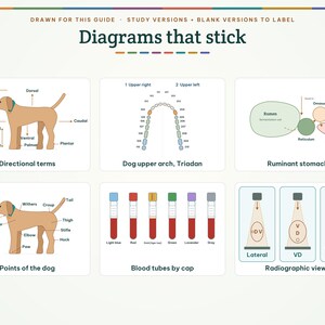 May include: A collection of educational diagrams titled Diagrams that stick, featuring illustrations of dog anatomy, directional terms, a ruminant stomach, a canine dental arch, blood collection tubes, and radiographic views with labels.