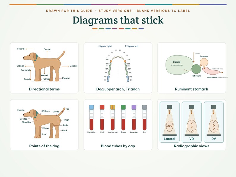 May include: A collection of educational diagrams titled Diagrams that stick, featuring illustrations of dog anatomy, directional terms, a ruminant stomach, a canine dental arch, blood collection tubes, and radiographic views with labels.