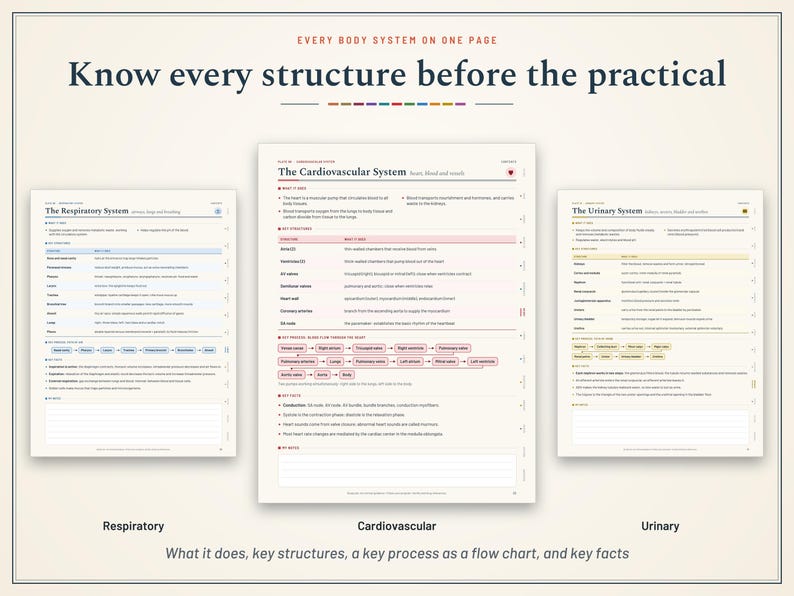Pu&ograve; includere: Tre fogli di studio educativi intitolati Every Body System on One Page, Know every structure before the practical. I fogli descrivono i sistemi respiratorio, cardiovascolare e urinario con testo, tabelle e diagrammi di flusso.