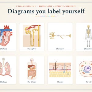 Pu&ograve; includere: Una raccolta di otto diagrammi biologici educativi intitolati "Diagrams you label yourself". Le illustrazioni mostrano il cuore, il nefrone, il neurone, lo scheletro, i polmoni, il tratto gastrointestinale, la pelle e una cellula.