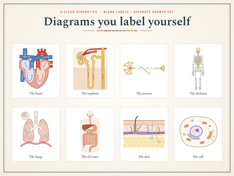 Pu&ograve; includere: Una raccolta di otto diagrammi biologici educativi intitolati "Diagrams you label yourself". Le illustrazioni mostrano il cuore, il nefrone, il neurone, lo scheletro, i polmoni, il tratto gastrointestinale, la pelle e una cellula.