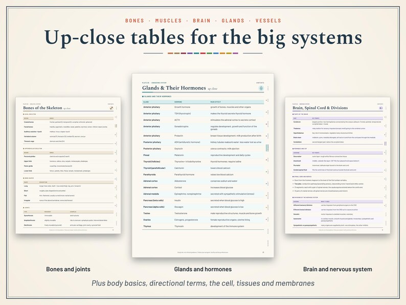 Pu&ograve; includere: Tabelle educative intitolate Up-close tables for the big systems, che presentano tre pagine che descrivono Bones of the Skeleton, Glands & Their Hormones e Brain, Spinal Cord & Divisions con colonne e righe organizzate di dati anatomici.