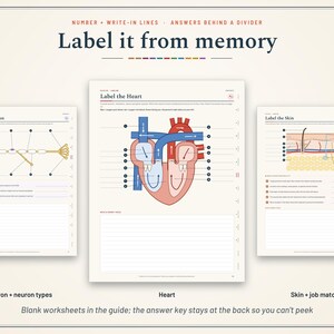 Pu&ograve; includere: Tre schede didattiche intitolate Label it from memory, con diagrammi di un neurone, un cuore umano e strati della pelle. Ogni pagina include linee numerate per le etichette e uno spazio vuoto per scrivere appunti e studiare.