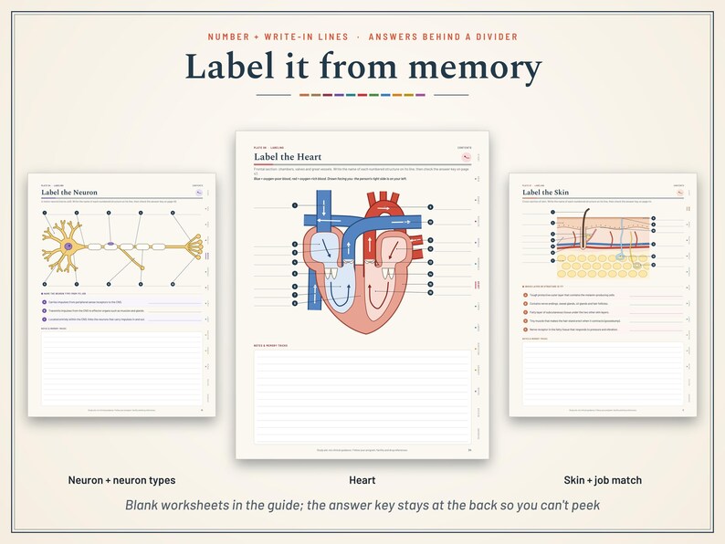 Pu&ograve; includere: Tre schede didattiche intitolate Label it from memory, con diagrammi di un neurone, un cuore umano e strati della pelle. Ogni pagina include linee numerate per le etichette e uno spazio vuoto per scrivere appunti e studiare.
