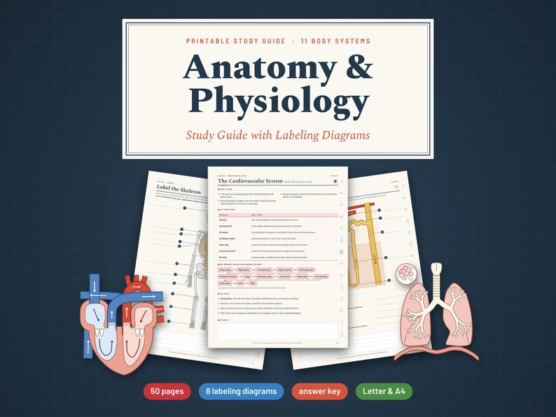 Pu&ograve; includere: Una guida allo studio stampabile di anatomia e fisiologia con 11 sistemi corporei, diagrammi da etichettare e chiavi di risposta. Le pagine includono testo sul sistema cardiovascolare, un diagramma dello scheletro e illustrazioni di cuore e polmoni.