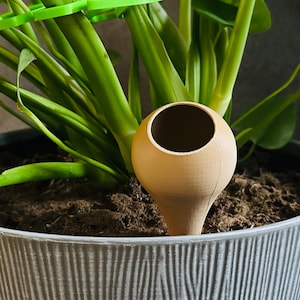 May include: A light-colored, bulbous plant watering globe is inserted into the soil of a potted plant. The plant has large green leaves and is in a gray, textured pot. A green plastic plant support is visible.