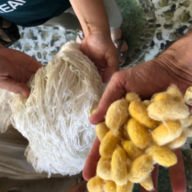 May include: A large bundle of off-white, fibrous, raw silk threads held in one hand, alongside a cluster of numerous oval-shaped, golden-yellow silkworm cocoons held in the other hand, showcasing the natural texture and colour of raw silk materials.
