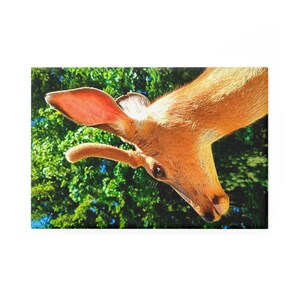 May include: A close-up of a deer's head with large ears and a brown coat. The deer is looking up at the camera with its head tilted to the side. The background is a blurry green forest.