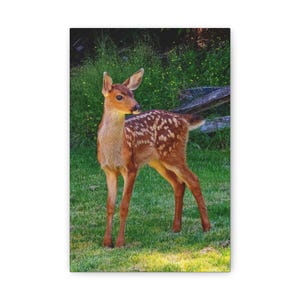 Fawn Classic Canvas Vertical 8&quot; x 12&quot;