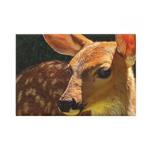 May include: A close-up of a young deer with brown and white spotted fur. The deer has large, dark eyes and a soft, fluffy muzzle. The deer is lying down in a grassy area, with sunlight illuminating its fur.