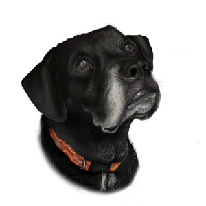 Retrato de mascota