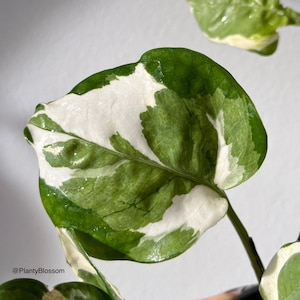 Pothos Glacier Cutting (fresh cut)  | Bouture de Pothos Glacier