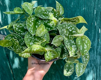 Satin Pothos Scindapsus Pictus détourage argent Livraison gratuite | Bouture de Pothos Argent satiné Livraison Gratuite