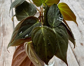 Philodendron Micans Cuttings Free Shipping  | Bouture de Philodendron Micans Livraison Gratuite