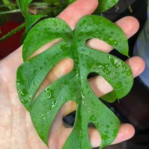 Peut inclure: Une grande feuille verte avec plusieurs trous découpés. La feuille est recouverte de gouttelettes d'eau.