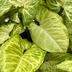 Syngonium Green Fantasy Plante fraîche à couper | Bouture de Syngonium Vert Fantaisie
