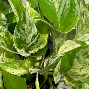 Marble Queen Pothos Clipping