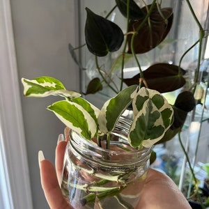 Pothos Njoy Cutting  | Bouture de Pothos Njoy