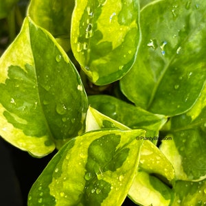 RARE Pothos Lemon Meringue (NEW plant) clipping  | Bouture de Pothos Lemon Meringue